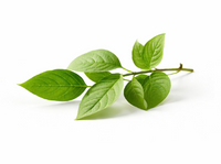 Gymnema Sylvestre